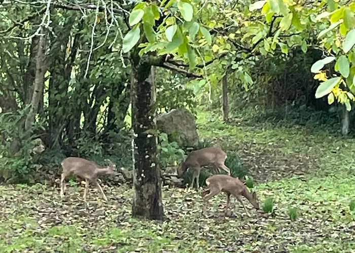 Uniquely Private In The Charente Villa Puyreaux